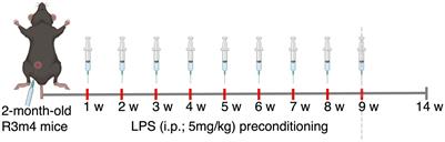 TLR4-mediated chronic neuroinflammation has no effect on tangle pathology in a tauopathy mouse model